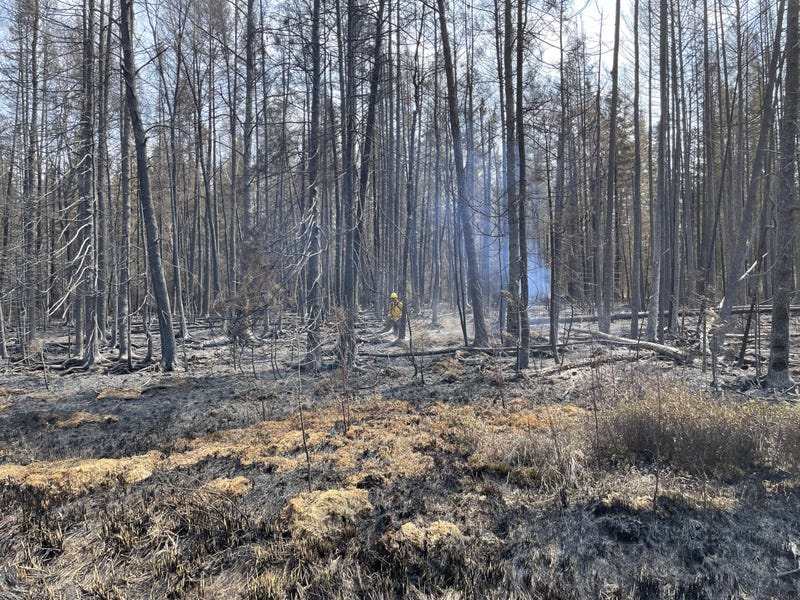Part of the fire-burnt landscape in northern Minnesota.