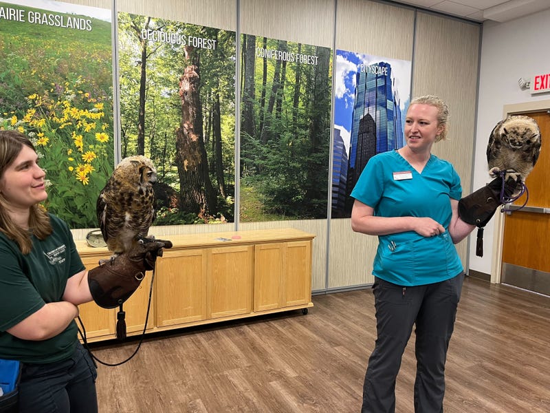 University of Minnesota Raptor Center looking to name two baby owls