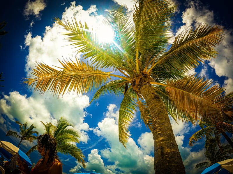 A palm tree