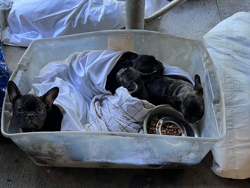 Off-duty firefighter Joe Pendergast recused a man from a lithium ion battery fire in Brooklyn on Friday morning, and reinforcements saved several dogs.