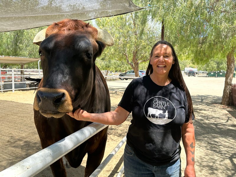 cow therapy