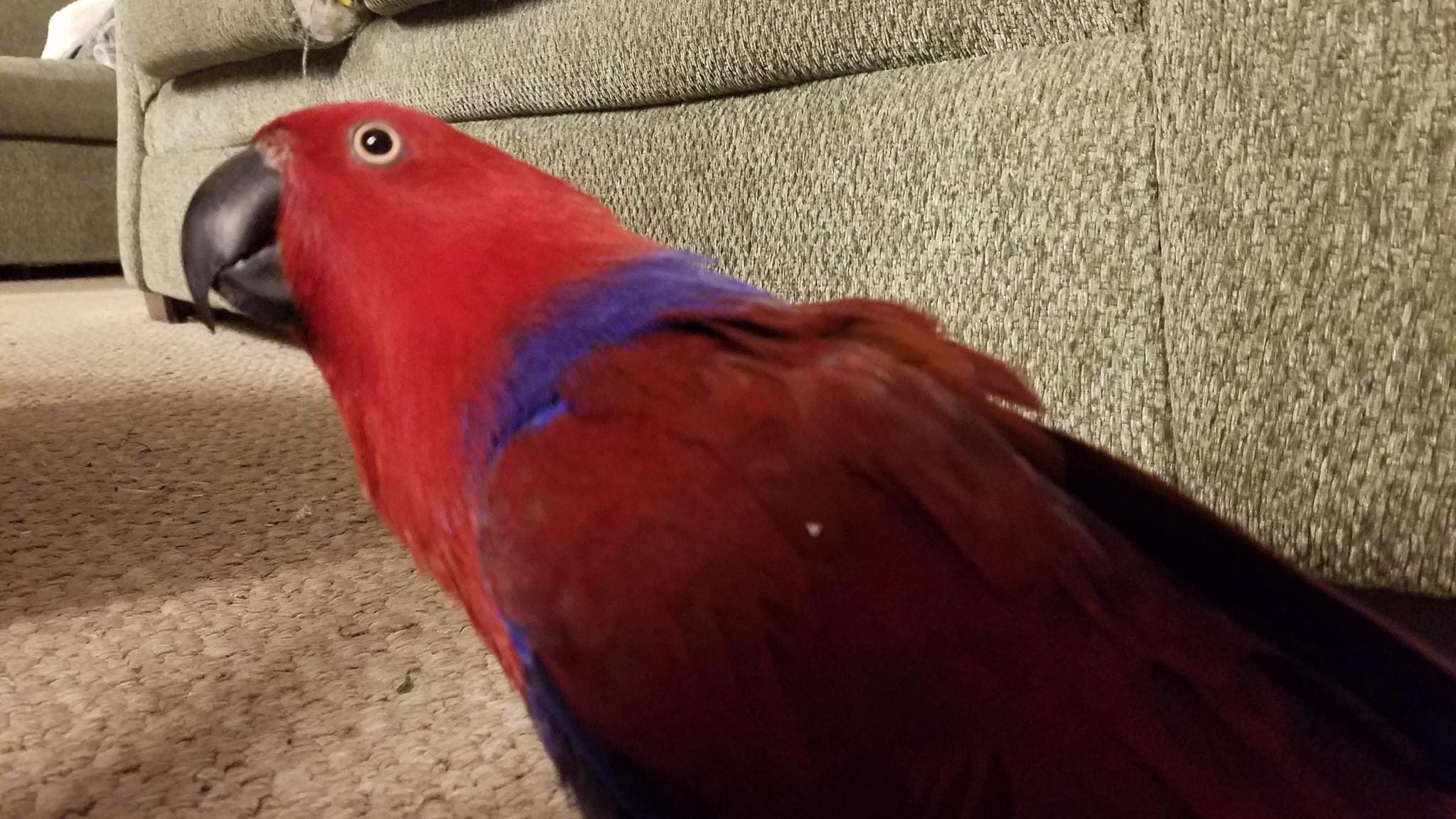 Wayne County family loses pet parrot in burglary; pleads for public's help