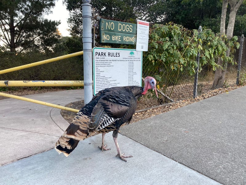 Gerald, as the locals know him, blocks your view of the park's rules.