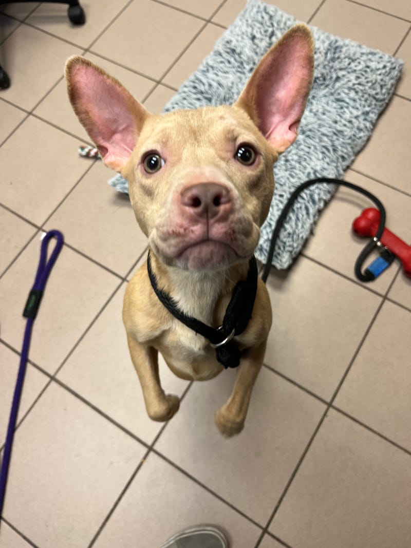 Fudge Brownie - Pet of the Week