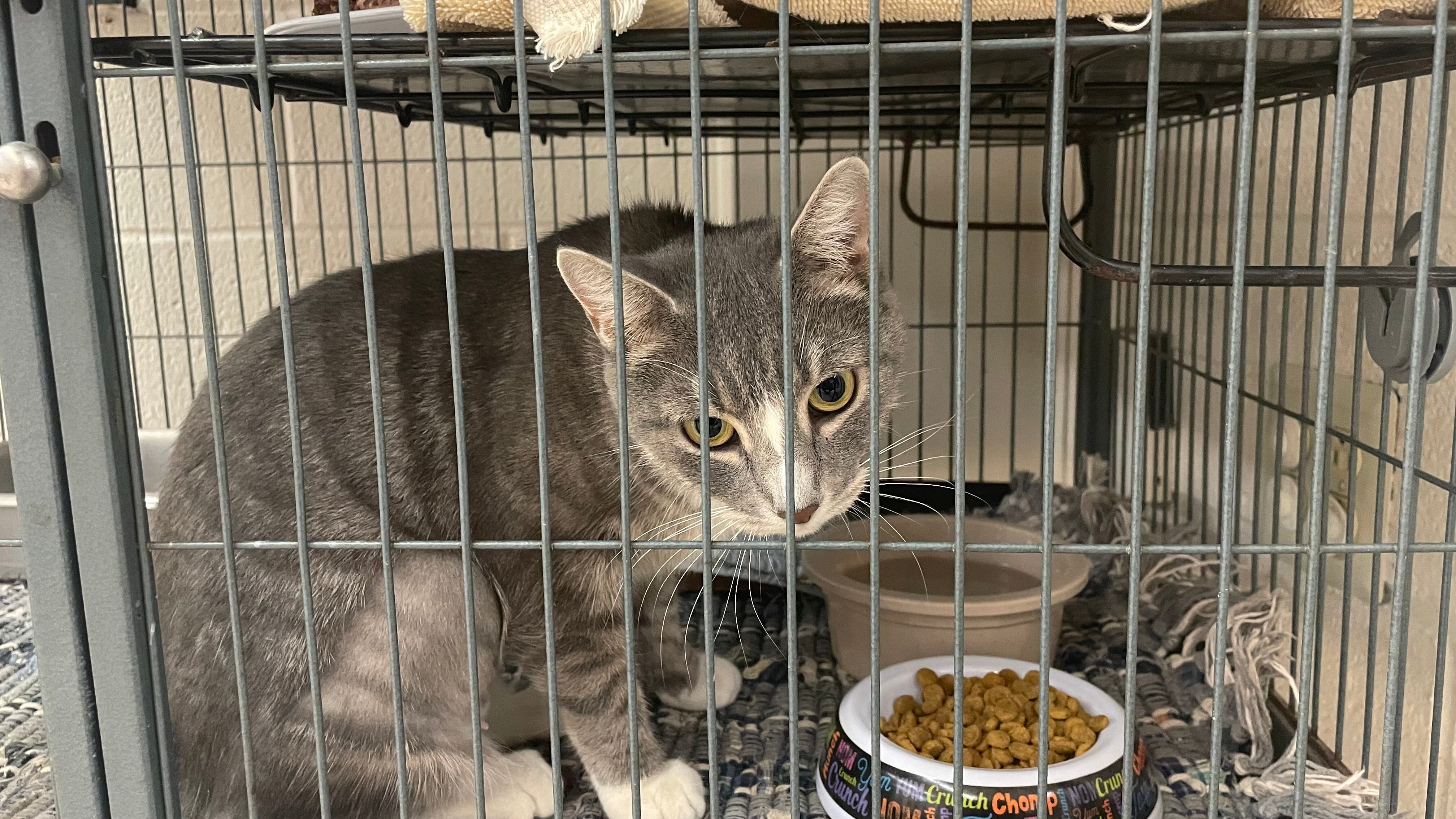 Free cats offered to businesses by Burlington County shelter
