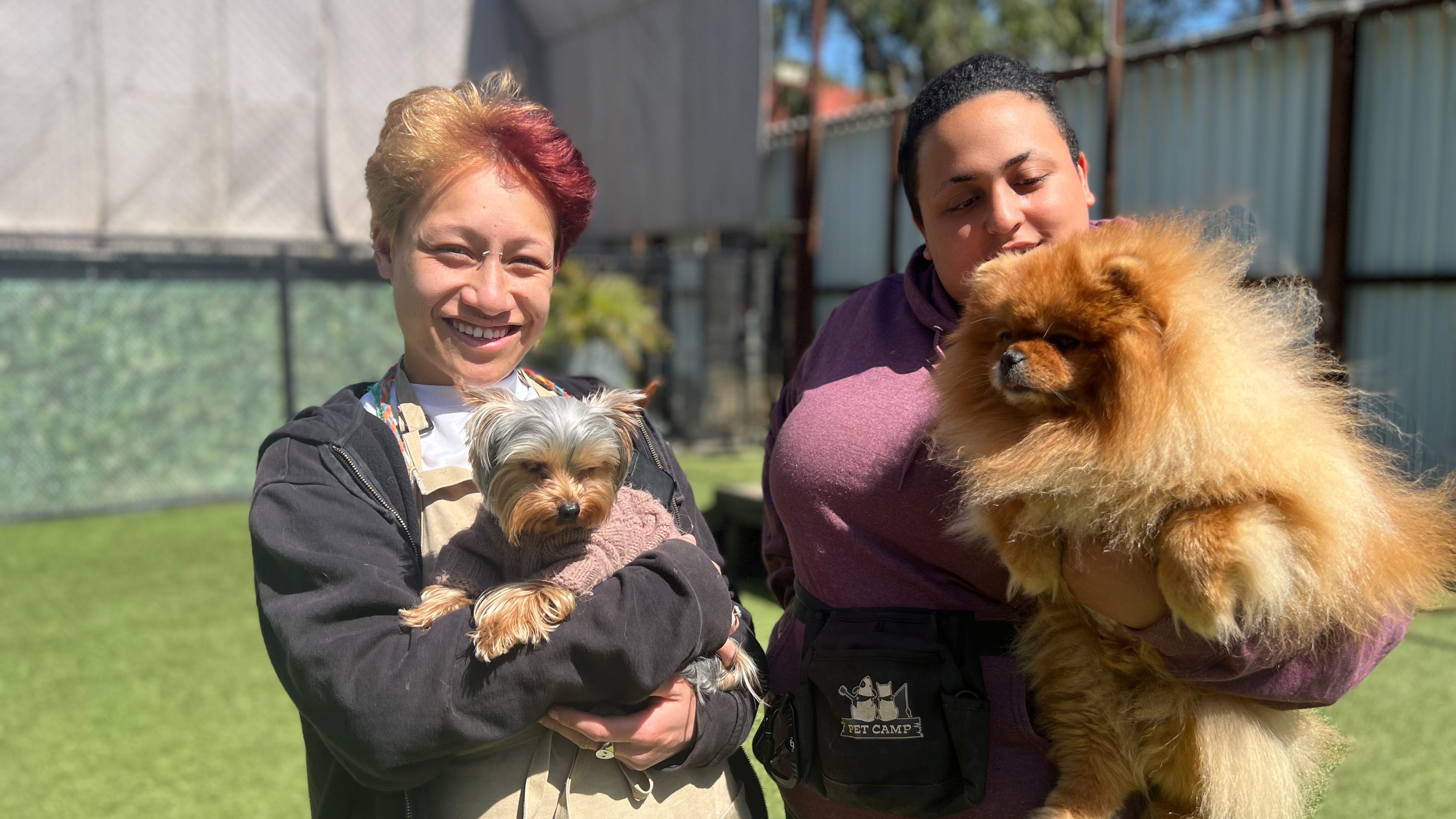No pets left behind: Ukrainian refugee pups quarantined at San Francisco doggy daycare