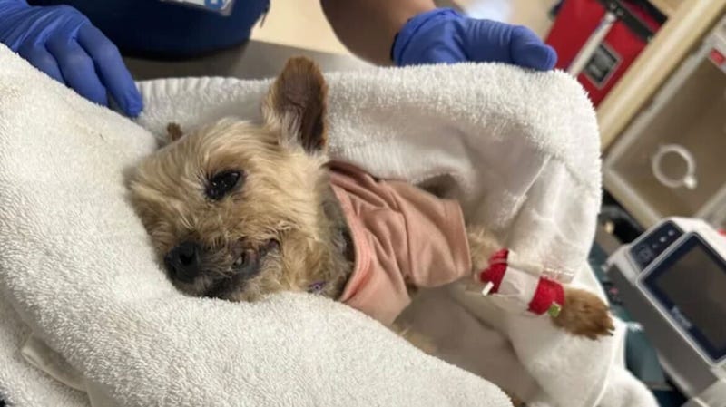 Bart the Yorkie