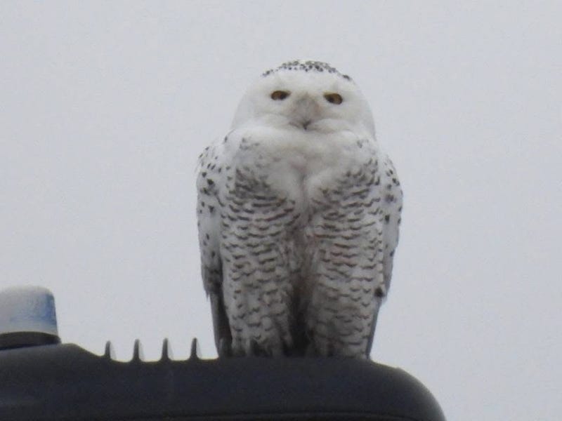 The snowy owl that drew nationwide attention to McHenry County last winter is now being remembered in song.