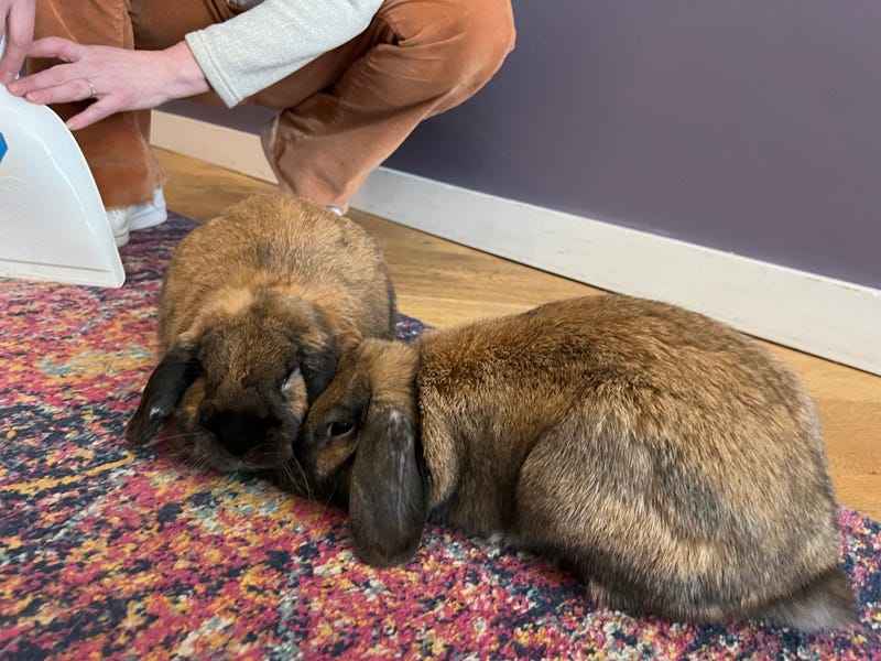 bunny