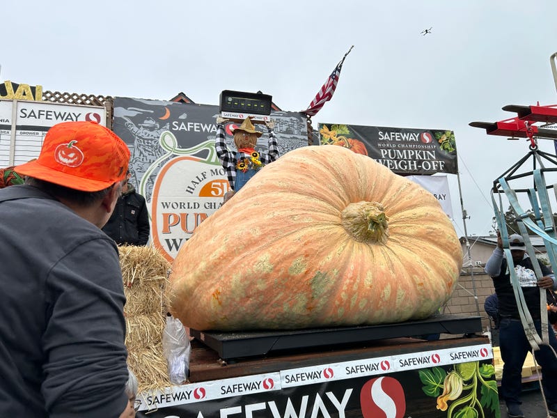 A pumpkin hits the scale to see if it is the biggest in the World Championship Pumpkin Weigh-Off in Half Moon Bay on October 14, 2024.