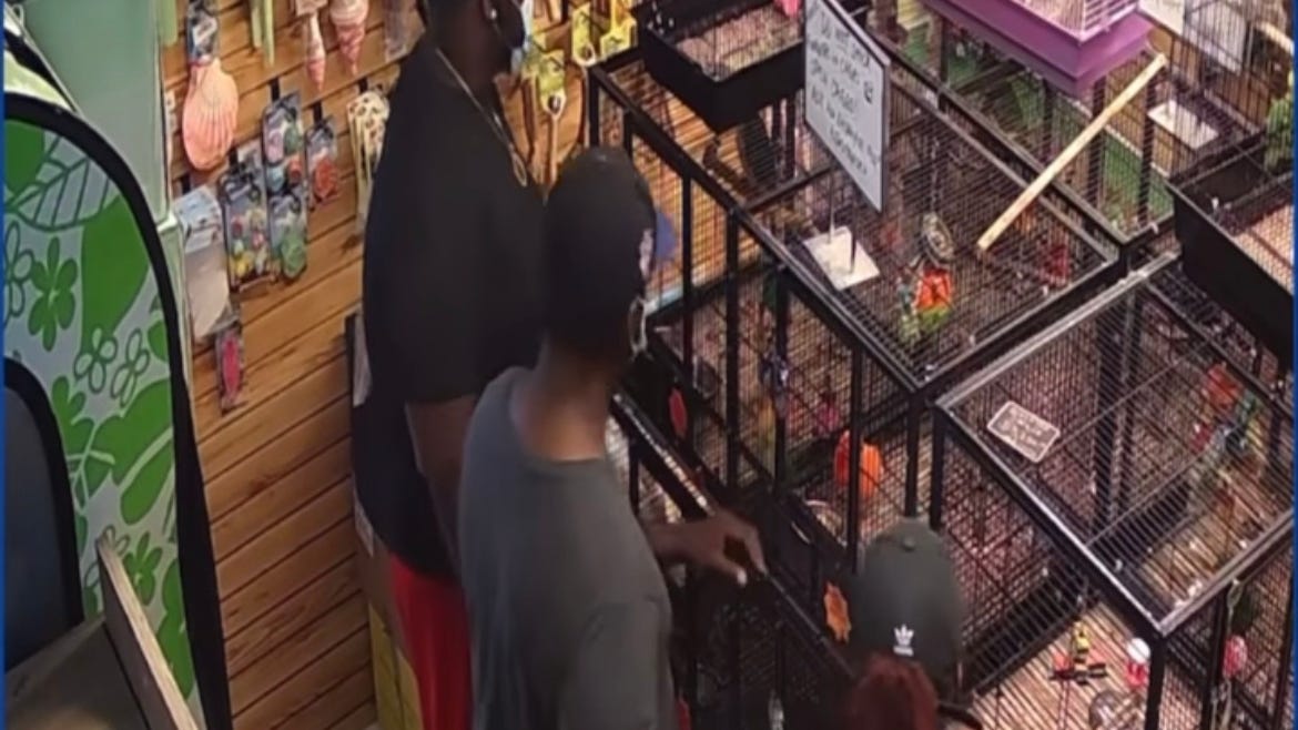 VIDEO: 3 birdnappers caught on camera stealing 2 exotic birds from NJ pet store