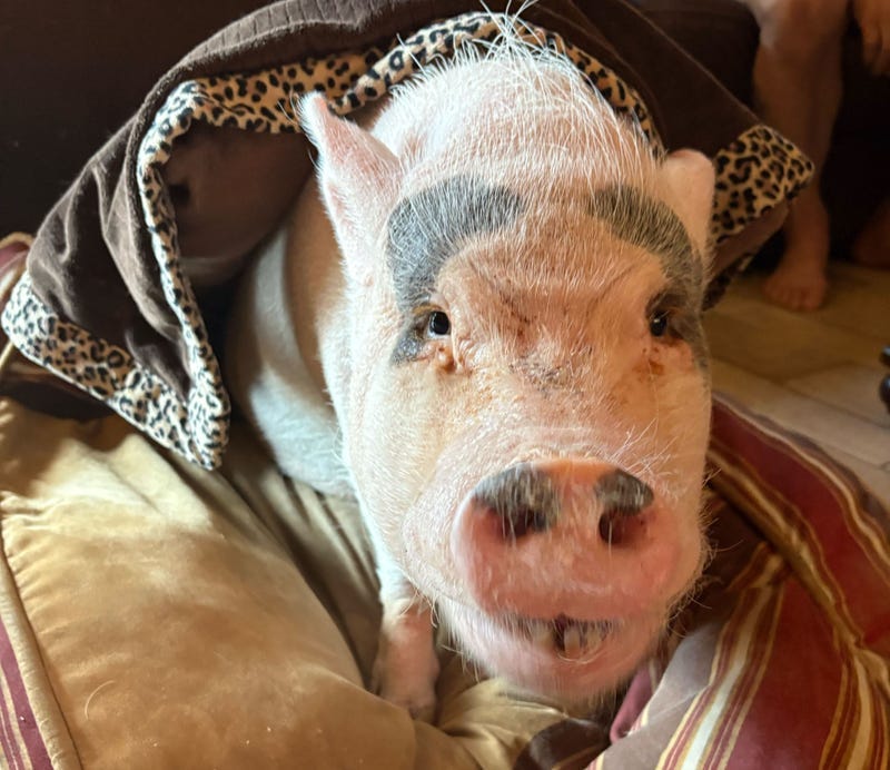 Lucy the pig has been with a Staten Island family for 15 years as an emotional support pig