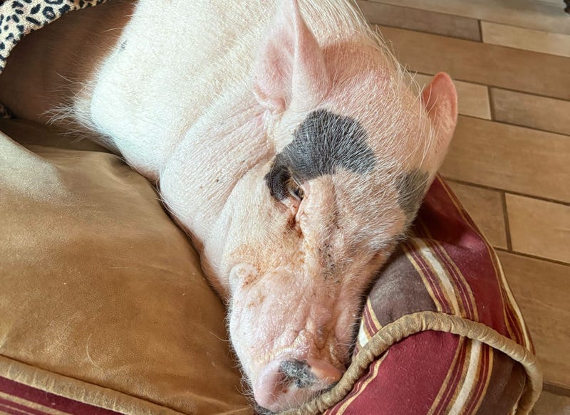Lucy is in declining health because of her advanced age