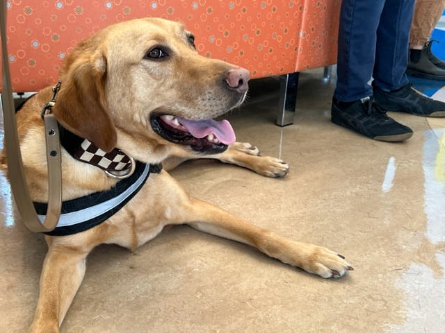 Cook County Sheriff Department Therapy Dogs