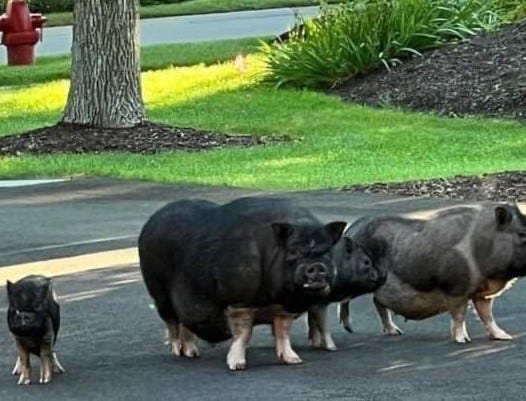 Wayne pigs