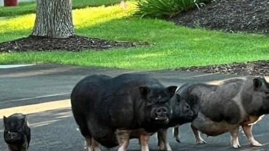 Group of 4 spry pigs remain on the lam as far west suburban police continue search