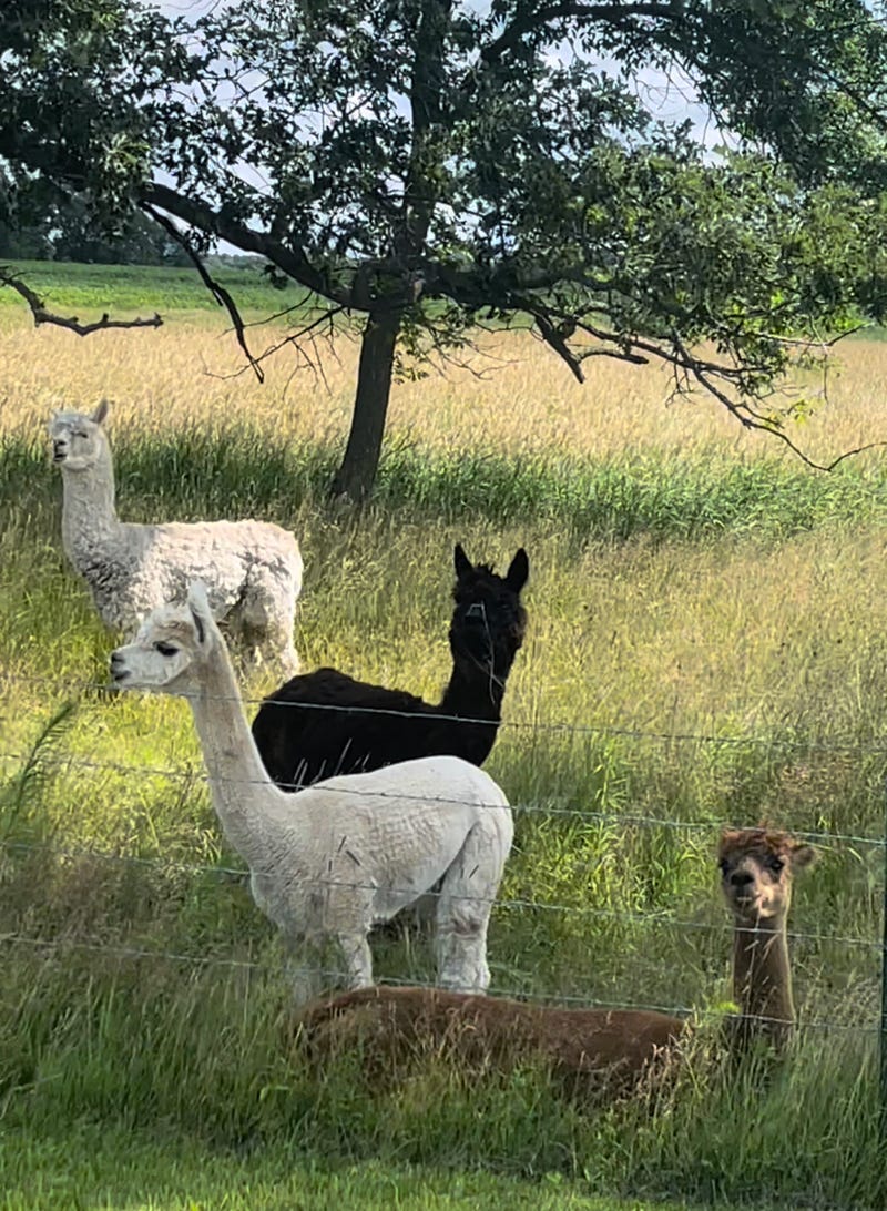 Alpacas