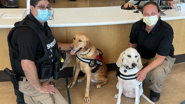 Two new therapy dogs join La Rabida Children's Hospital