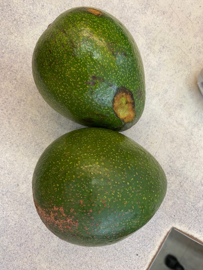 What may be the biggest avocado tree in the country is bearing fruit in San Francisco’s Pacific Heights neighborhood.