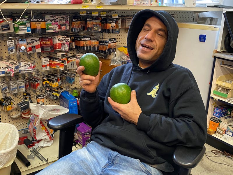 What may be the biggest avocado tree in the country is bearing fruit in San Francisco’s Pacific Heights neighborhood.