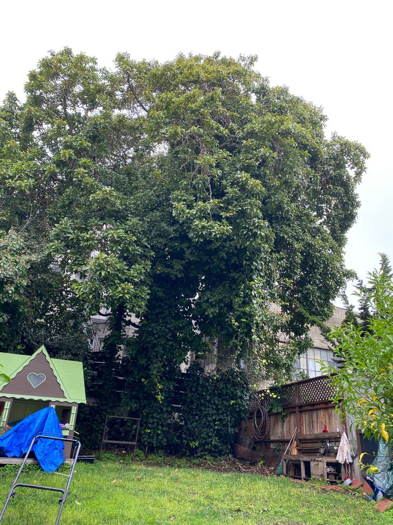 What may be the biggest avocado tree in the country is bearing fruit in San Francisco’s Pacific Heights neighborhood.