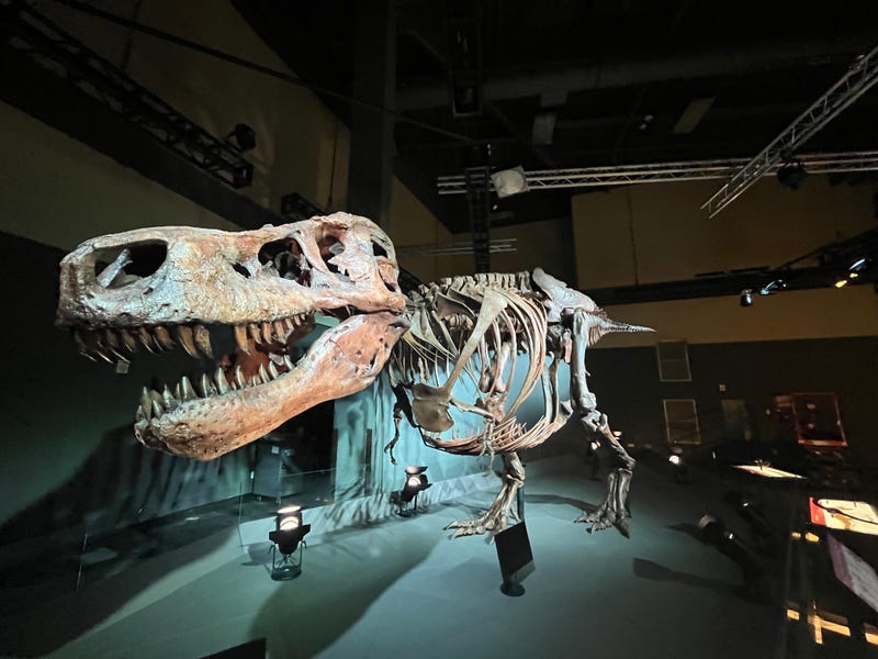 A skeleton of SUE