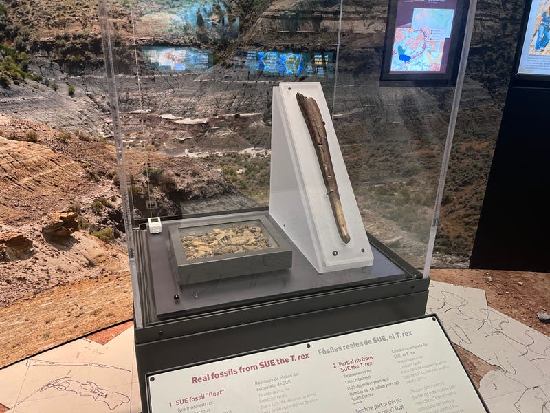 Fossils from the SUE exhibit