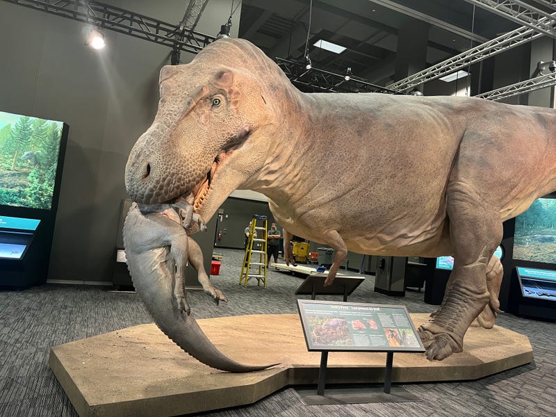 SUE eating another dinosaur