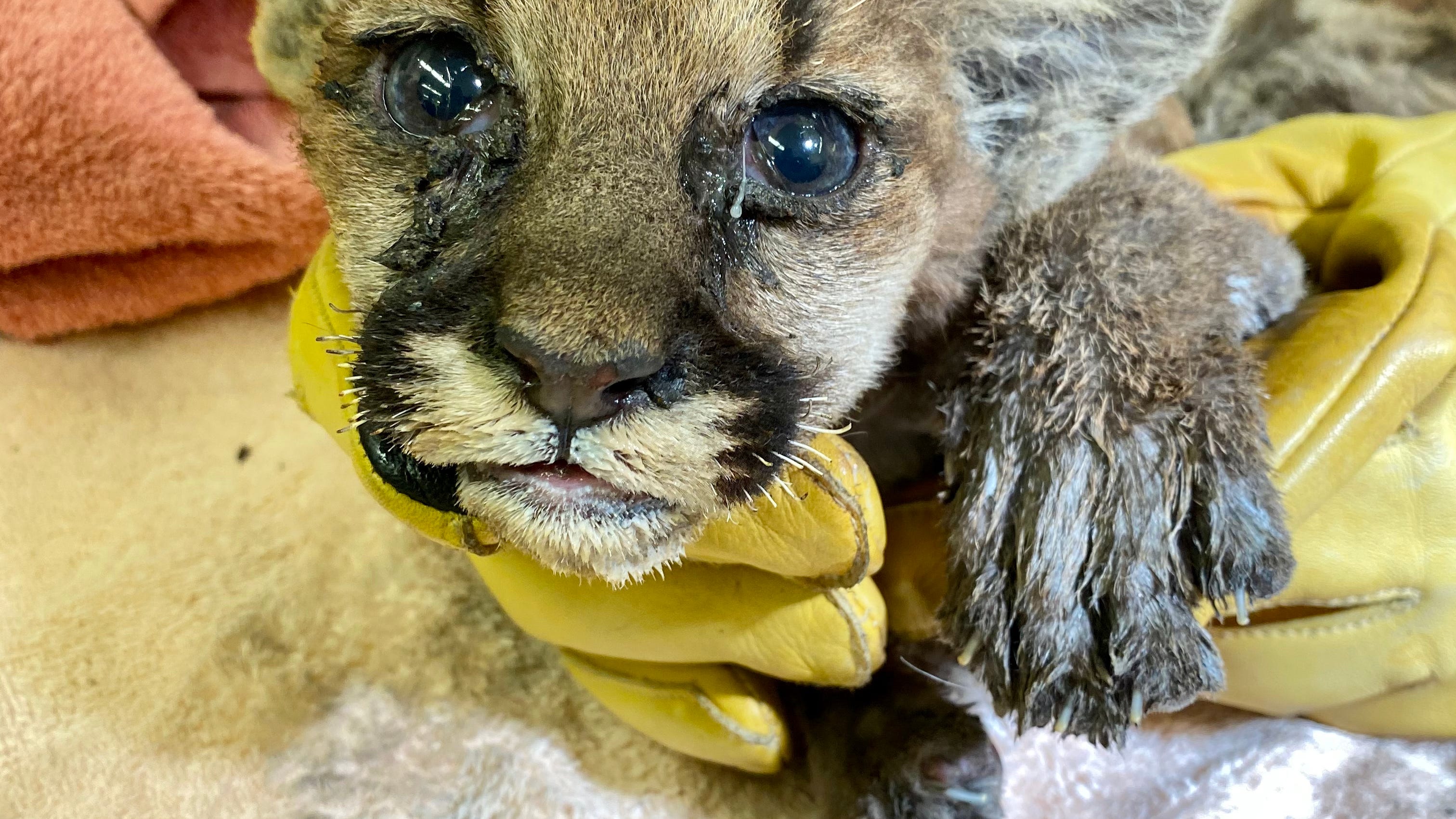 VIDEO: Orphaned mountain lion cub treated for wildfire burns at Oakland Zoo