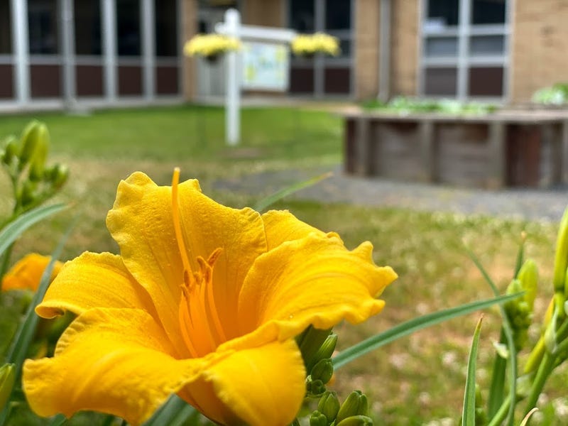 Winslow Middle School's courtyard garden being developed by middle schoolers.