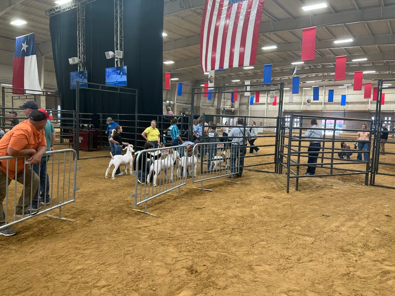 Exhibitors prepare to show goats at the State Fair of Texas livestock show.