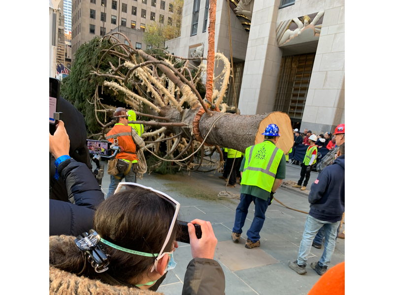 The Rockefeller Center Christmas tree was brought to the Plaza and hoisted into position Saturday.