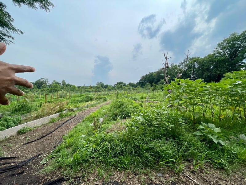 Sankofa Community Farm