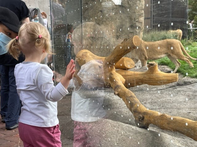 Guests will be able to see the lions both inside and outside of the Pepper Family Wildlife Center behind see-through walls. The new, larger habitat is built in roughly the same size as the previous one, but gone are the moats that separated the lions from guests. In their place are thick glass walls that will let visitors get right up close and personal.