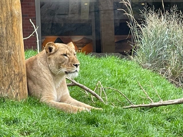 Lions make their debut at Lincoln Park Zoo