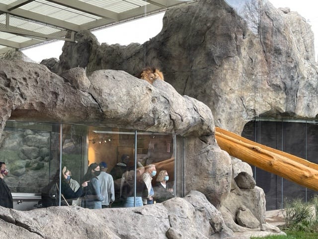 Design of the new lion habitat was informed by data collected over the last several years on lion behavior and space use to understand their preferences, using the Lincoln Park Zoo-created behavior monitoring app, ZooMonitor. The savanna-style lion habitat spans the full northern side of the building and includes intricate rockwork to increase vertical complexity and environmental choices for the lions while providing embedded heating and cooling elements for a climate controlled habitat.