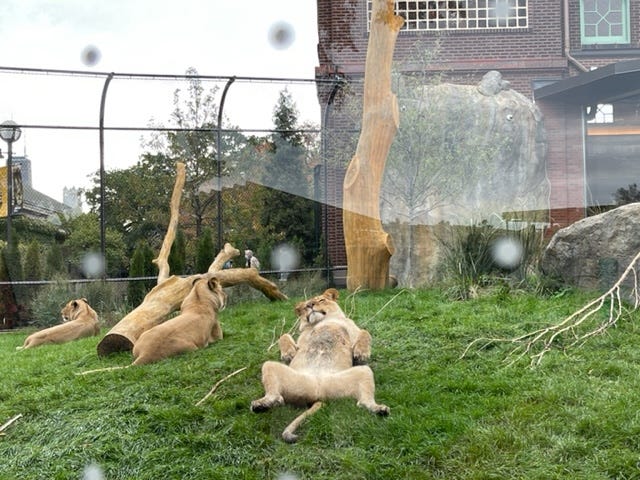 Dr. Ross said the $41 million renovation brings a state-of-the-art habitat featuring new rock formations, climbing trees, better cooling and heating elements, and even four ziplines to deliver food in a way that lets the lions chase and hunt, similar to the way they might in the wild.