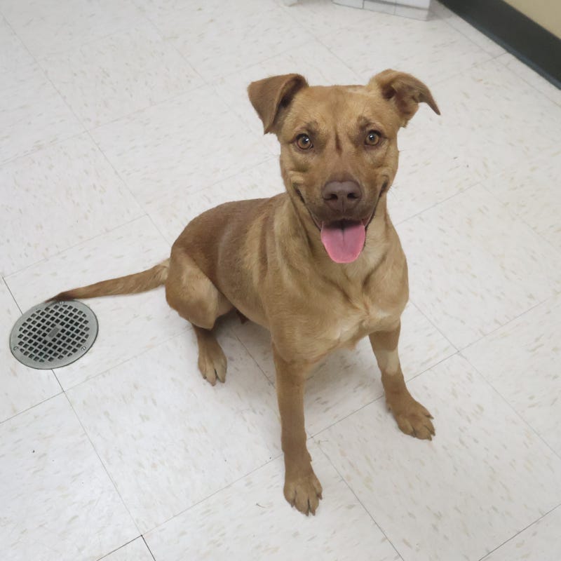 Rosenberg Animal Control & Shelter