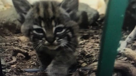 WATCH: This video of a rare bobcat kitten will make you squeal in delight