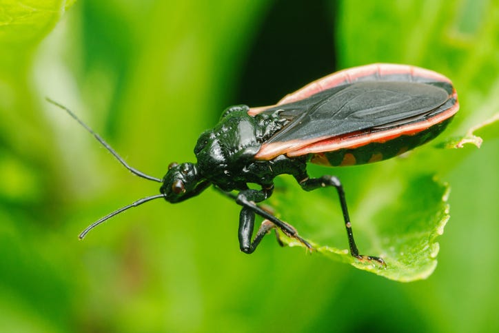 Kissing Bug 