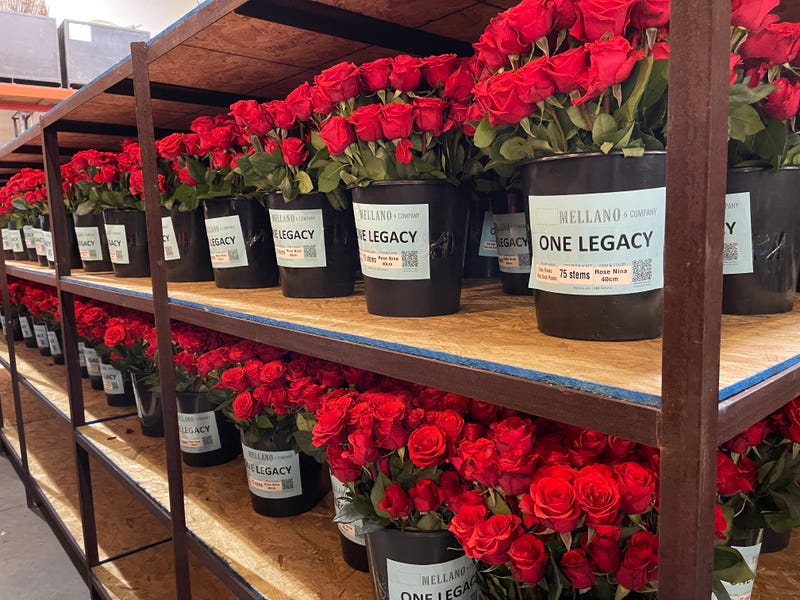 Roses