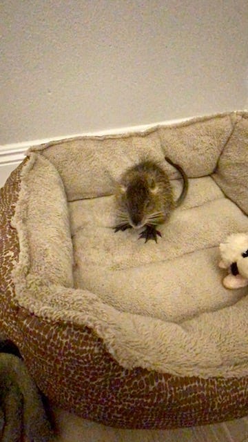 Tiny baby Neuty.