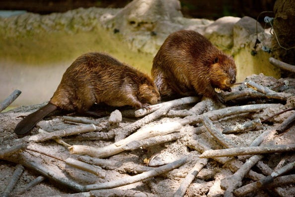 Beavers