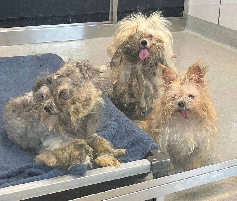 Charges are pending against a person who signed over nearly three dozen dogs and a cat to the SPCA Serving Erie County after a mandated reporting agency checked on the condition of the home in Buffalo. 