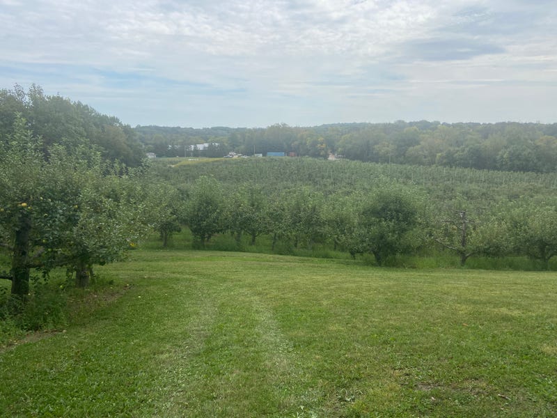 The apple trees in full fruit at Minnetonka Orchards.