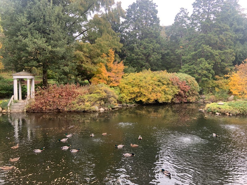 Fall colors at Morris Arboretum and Gardens