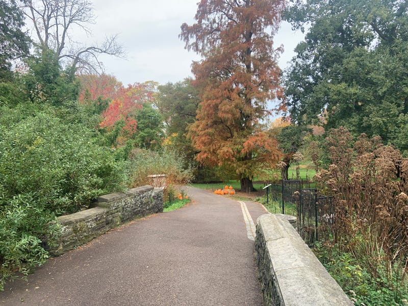 Sourwood