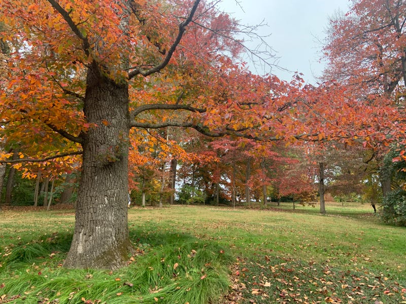 Red maple