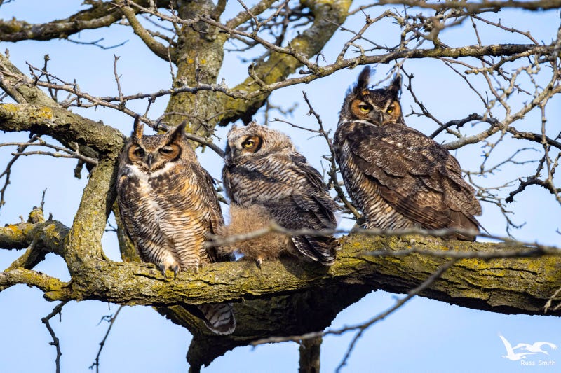owls on Lincoln Park tree