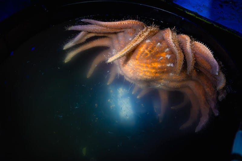 Sunflower Sea Star